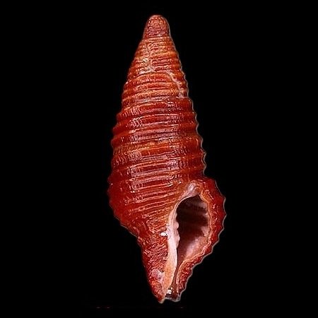 DOLICHOLATIRIDAE