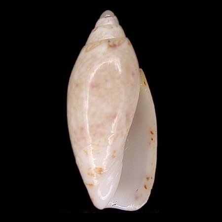 BELLOLIVIDAE