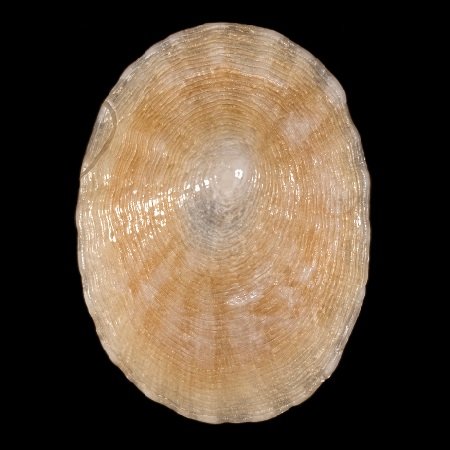 NACELLIDAE
