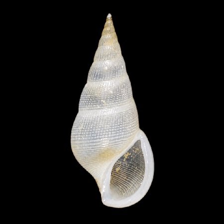 RISSOINIDAE