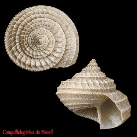 Calliotropis actinophora (Dall, 1890)