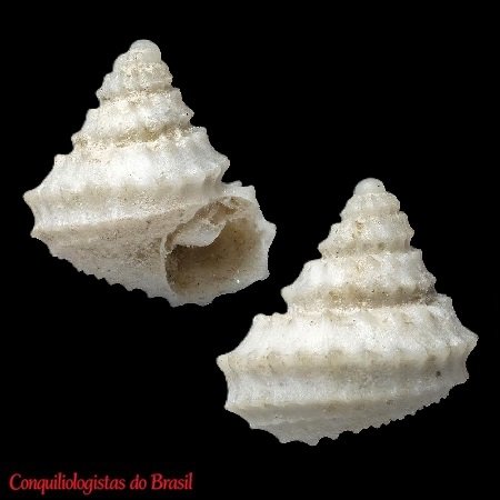 Calliotropis aeglees (R. B. Watson, 1879)