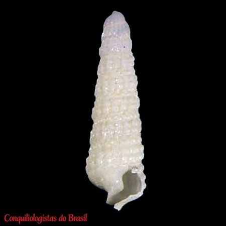Cerithiella cf. insignis (Jeffreys, 1885)