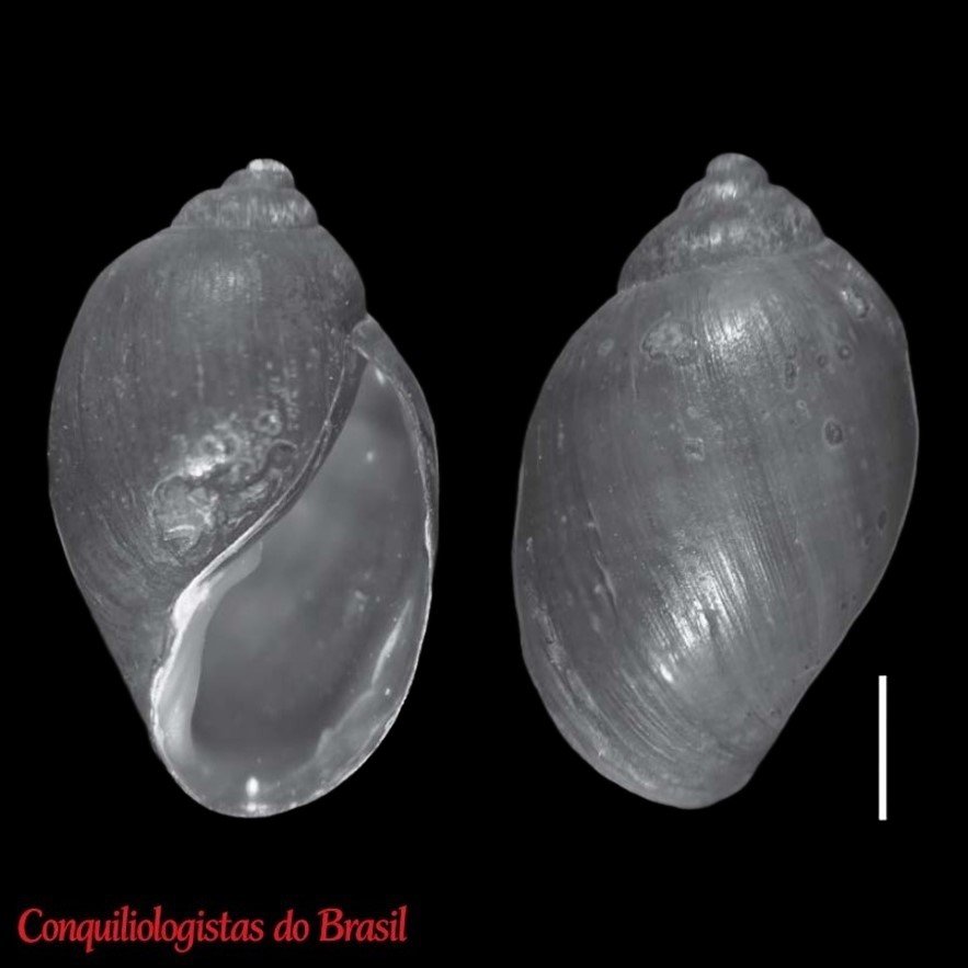 Chilina portillensis Hidalgo, 1881