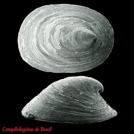Copulabyssia riosi Leal & Simone, 2000