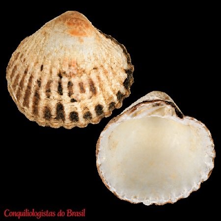 Cyclocardia velutina (E. A. Smith, 1881)