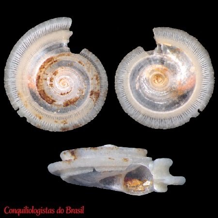Cyclostremiscus mohicanus Simone, 2012