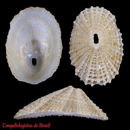 Diodora listeri (A. d'Orbigny, 1853)