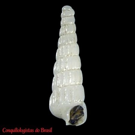 Ektonos cf. turbonilloides (Dautzenberg & H. Fischer, 1896)