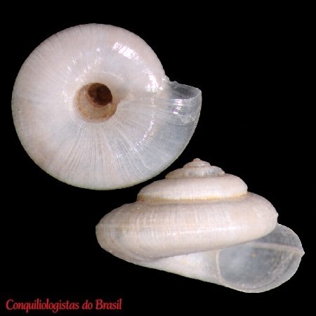 Episcynia itanhura Simone, 2012