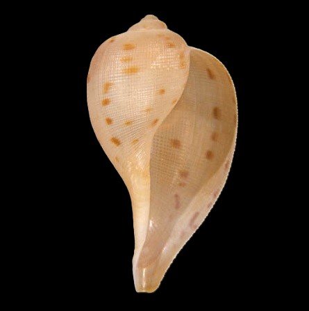 FICIDAE