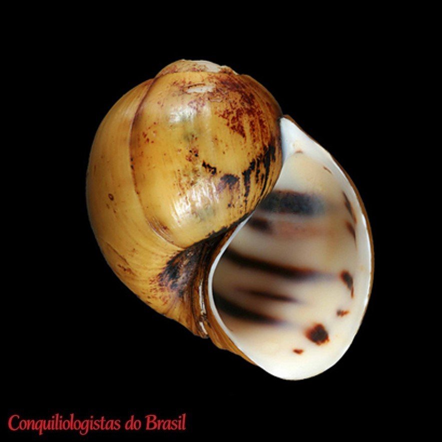Felipponea neritiniformis (Dall, 1919)