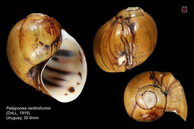 Felipponea neritiniformis (Dall, 1919)