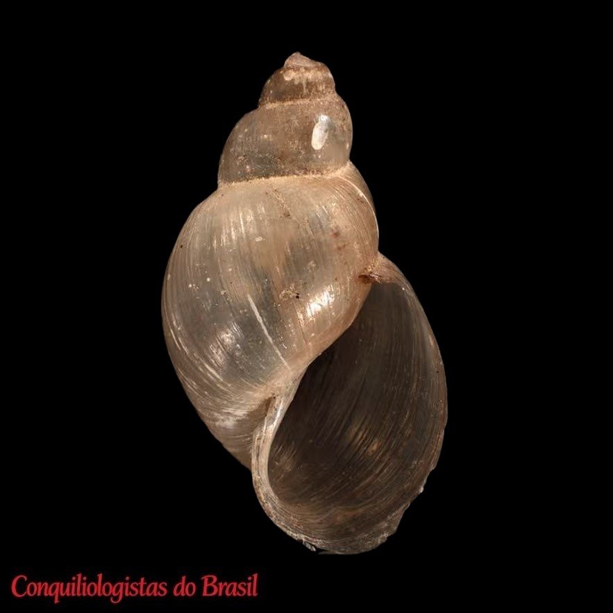 Galba truncatula (O. F. Müller, 1774)