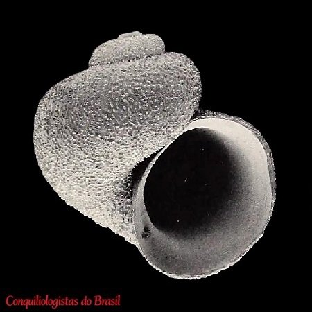 Granigyra oblatogyra P. Souza & Pimenta, 2002