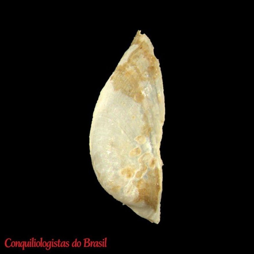 Gundlachia saulcyana (Bourguignat, 1853), MHNG-MOLL-0105945