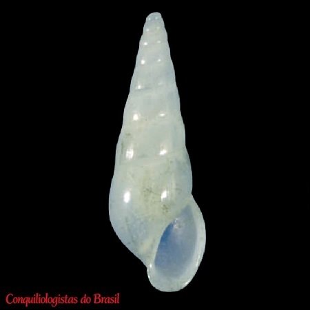 Halielloides hyalina (R. B. Watson, 1883)