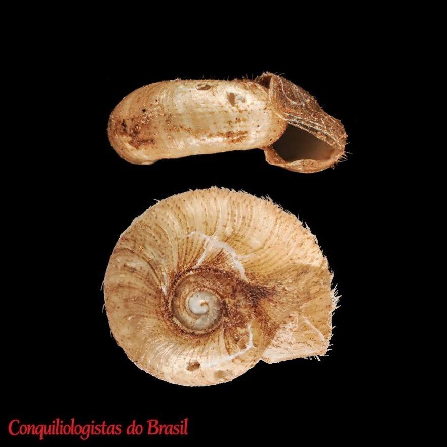 Hirtudiscus hirsutissimus Roosen et al 2026