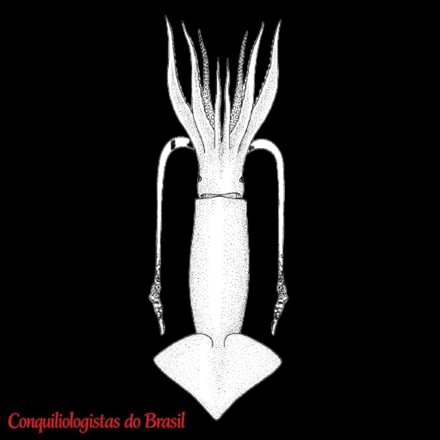 Illex argentinus (Castellanos, 1960)
