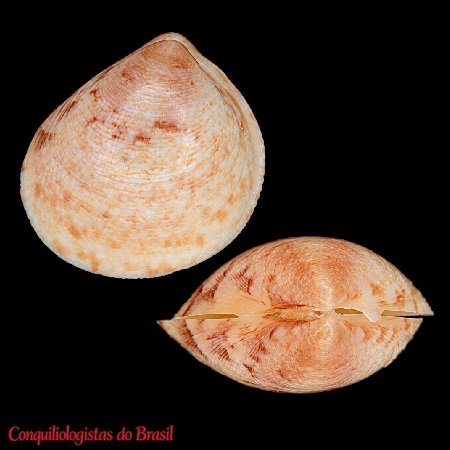 Laevicardium pictum (Ravenel, 1861)