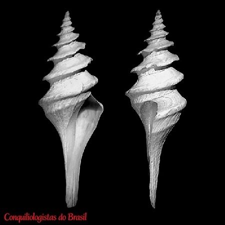Leucosyrinx subgrundifera (Dall, 1888)