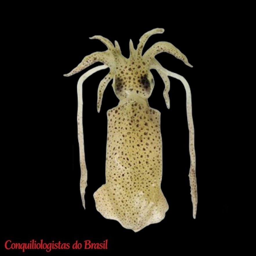 Lolliguncula brevis (Blainville, 1823)