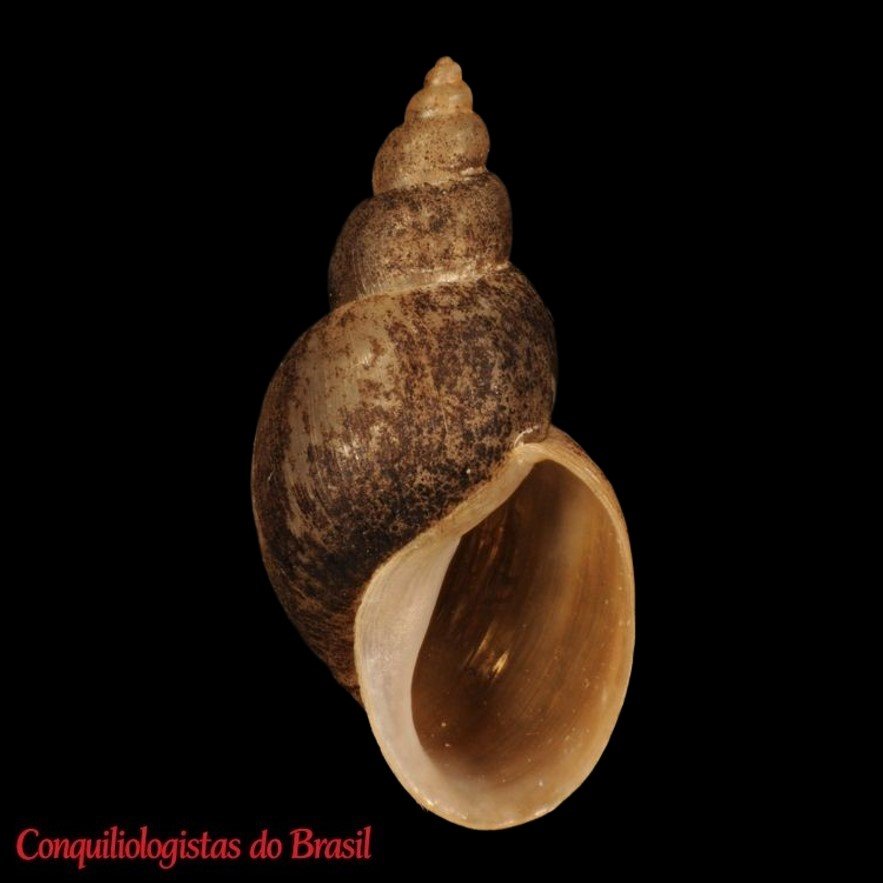 Galba cubensis (L. Pfeiffer, 1839)
