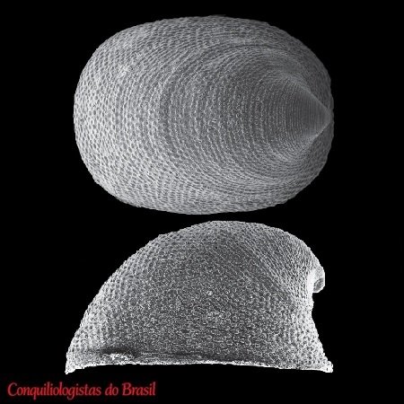 Notocrater christofferseni S. Lima, 2014