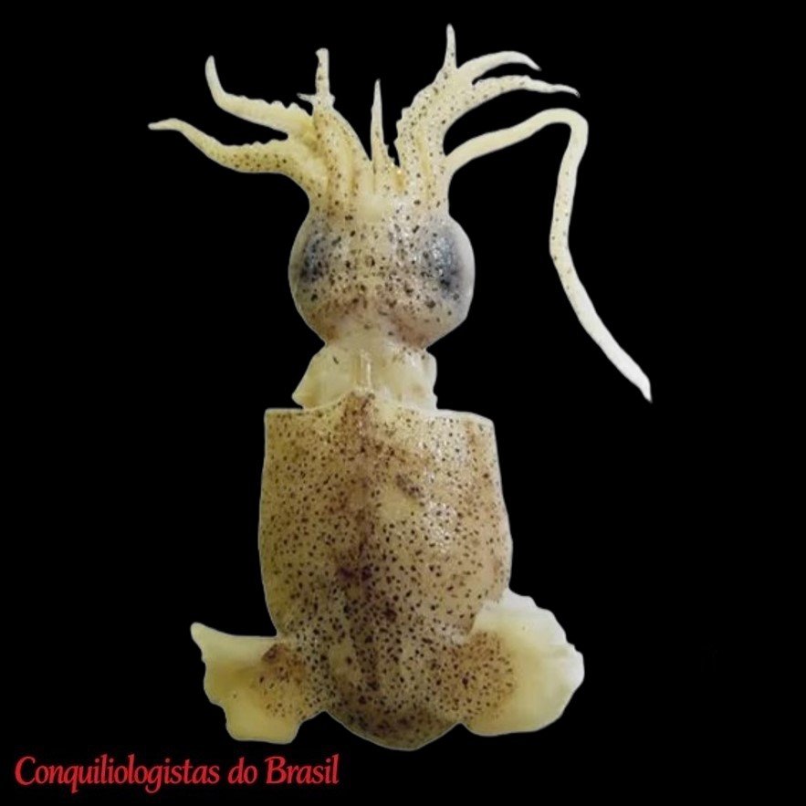 Pickfordiateuthis pulchella G. L. Voss, 1953
