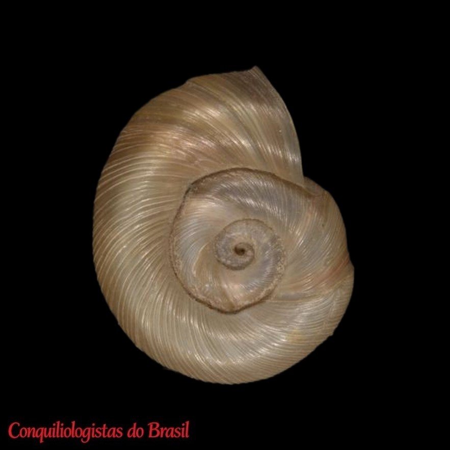 Planorbella trivolvis (Say, 1817)