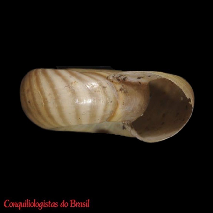 Planorbella duryi (Wetherby, 1879)