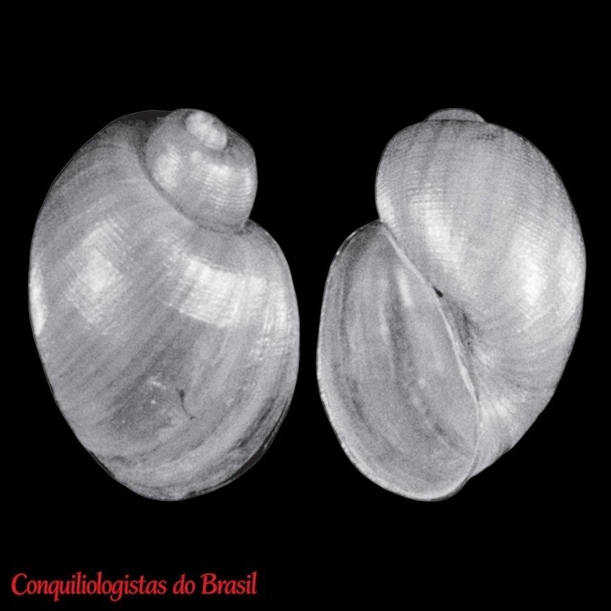 Plesiophysa guadeloupensis (Mazé, 1883)