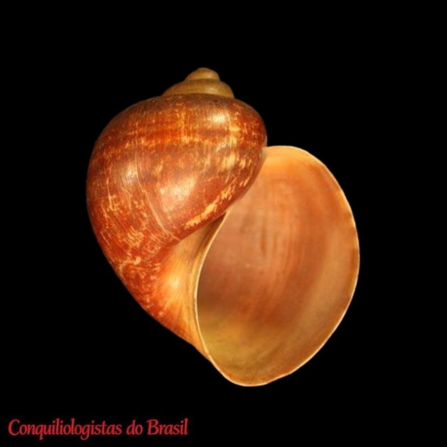 Pomacea bridgesii (Reeve, 1856)