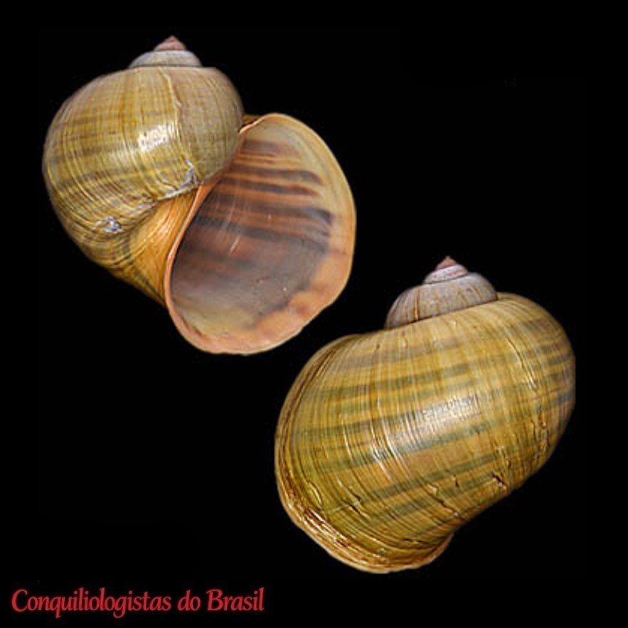 Pomacea canaliculata (Lamarck, 1822)