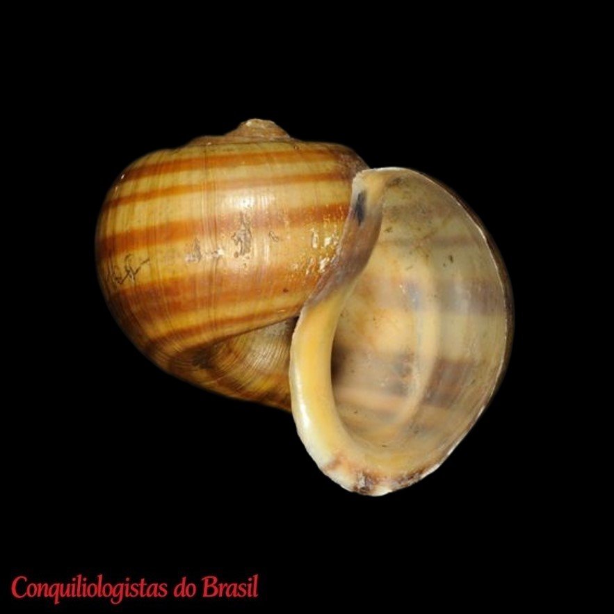 Pomacea glauca (Linnaeus, 1758)