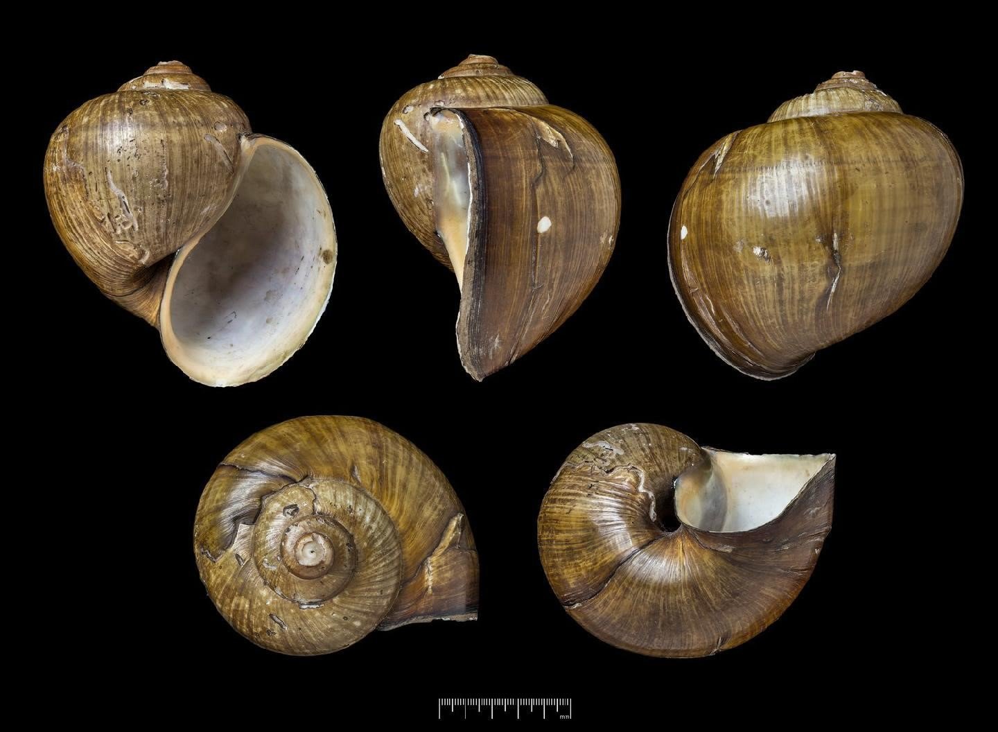 Pomacea nobilis (Reeve, 1856)