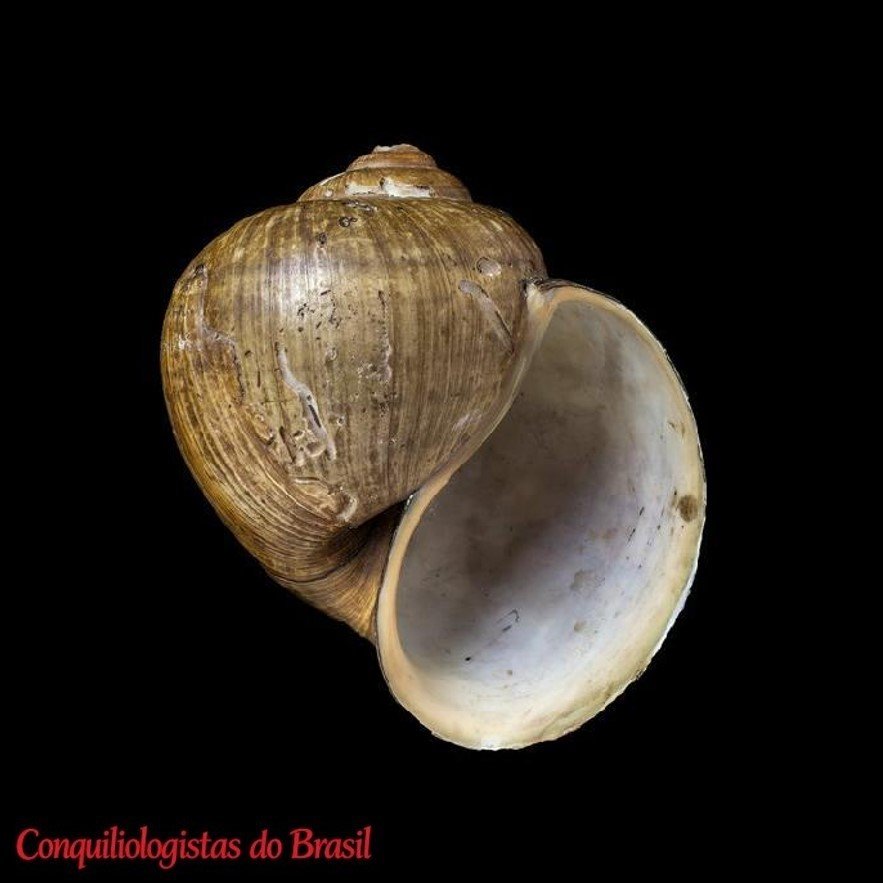 Pomacea nobilis (Reeve, 1856)