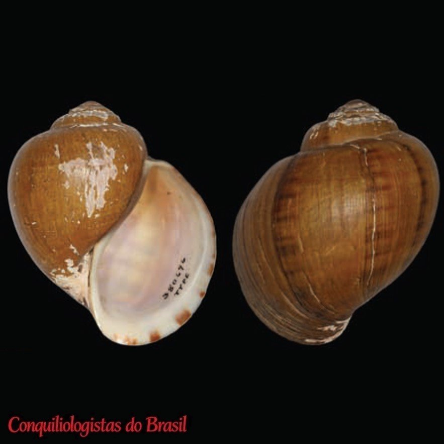 Pomacea palmeri (W. B. Marshall, 1930)