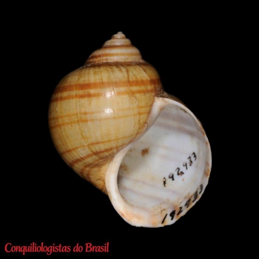 HOLOTYPE de Pomacea pealiana (I. Lea, 1838), ANSP 192933