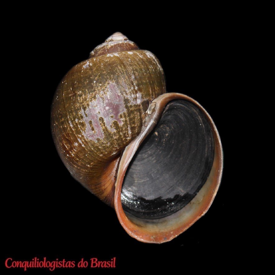 Pomacea penai Ampuero & Ramírez, 2023