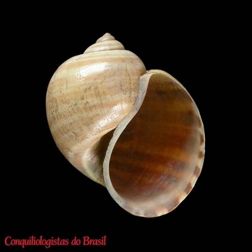 Pomacea physis (Hupé, 1857)