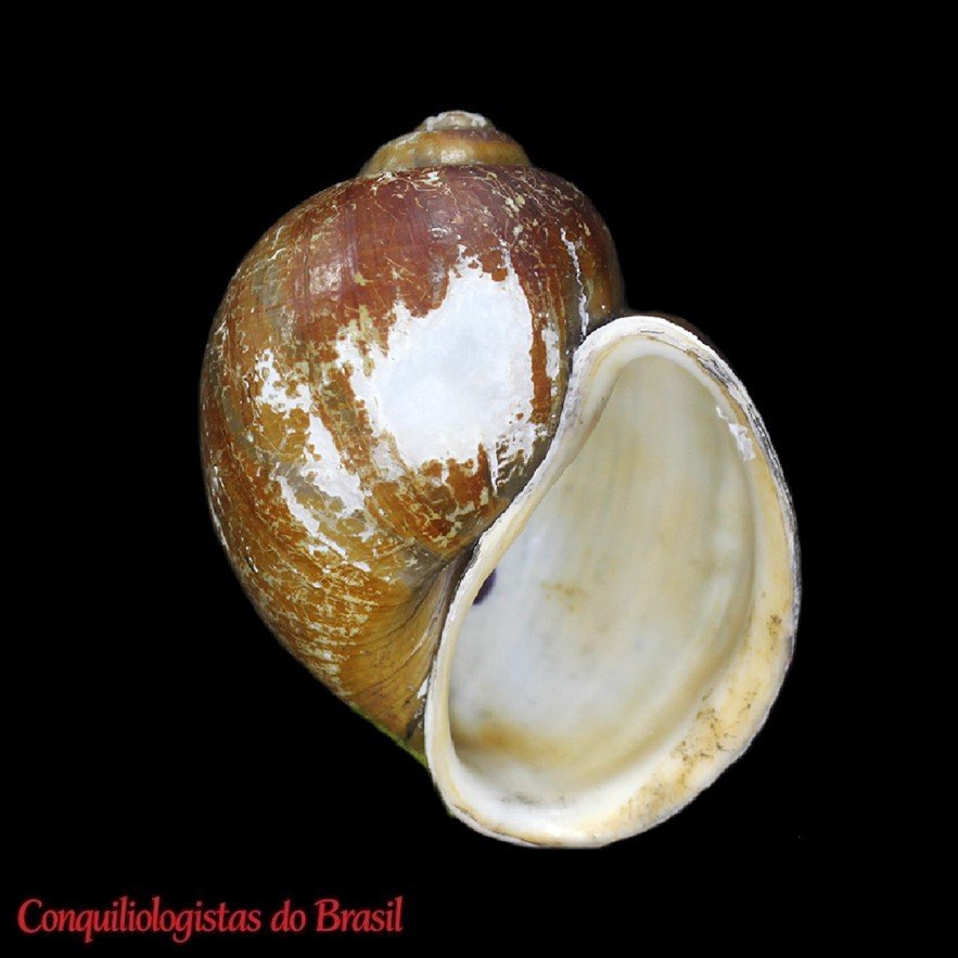 Pomacea reevei Ampuero & Ramírez, 2023