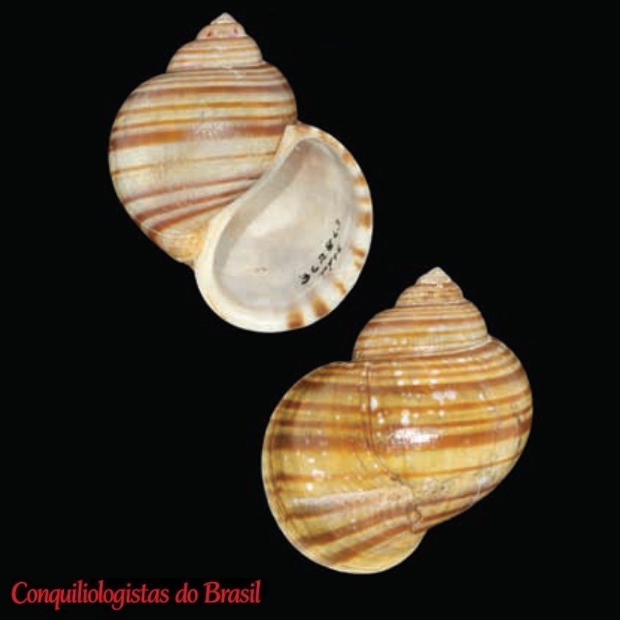 Pomacea superba (W. B. Marshall, 1926)