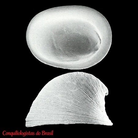 Pseudococculina rimula Simone & C. Cunha, 2003