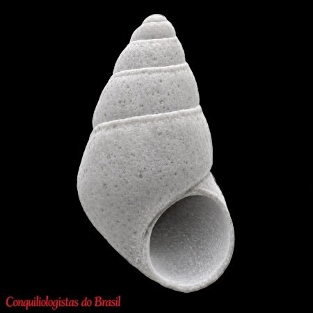 Pseudodiala puncturina Dos Santos & Absalão, 2006