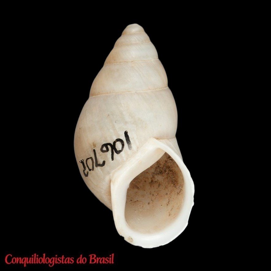 Rabdotus fonsecanus (F. Haas, 1961)