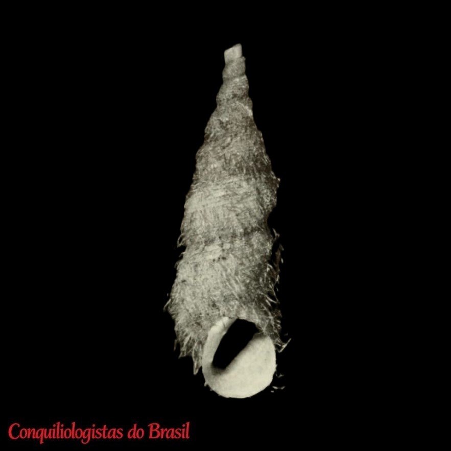 Rabdotus perhirsutus W. B. Miller, C. C. Christensen & B. Roth, 1990