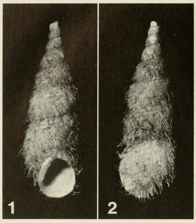 Rabdotus perhirsutus W. B. Miller, C. C. Christensen & B. Roth, 1990