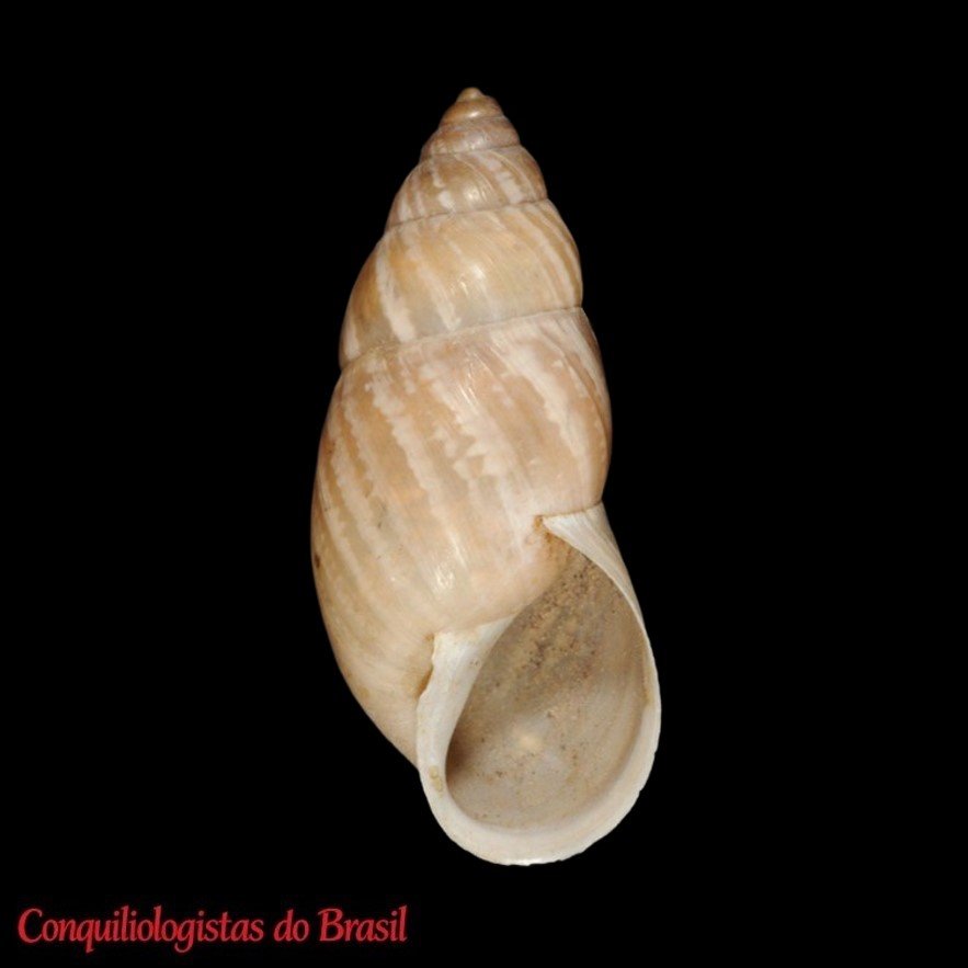 Rabdotus pilsbryi (Ferriss, 1925)