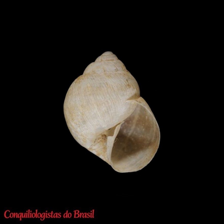 Rabdotus pilula (W. G. Binney, 1861)